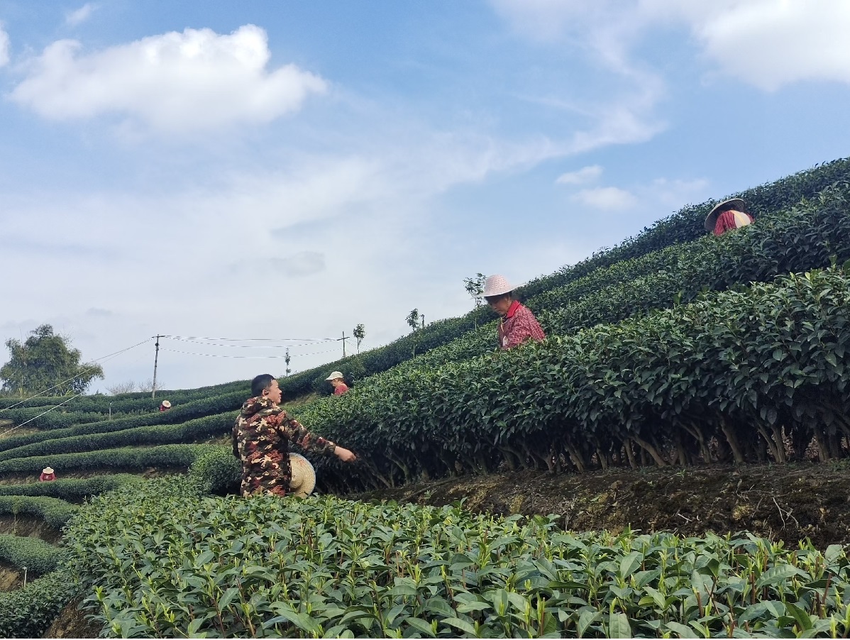 乐山市五通桥区金粟镇:春耕备耕正当时 不误农时不负春 第 2 张 乐山市五通桥区金粟镇:春耕备耕正当时 不误农时不负春 第 2 张